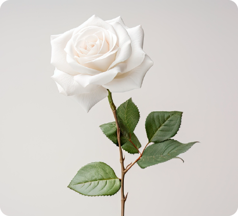 white rose